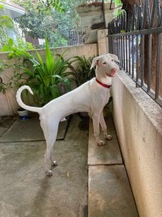 Rajapalayam Dogs For Mating In Chennai