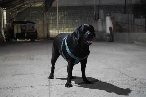 Labrador Retriever Dogs For Mating In Pune
