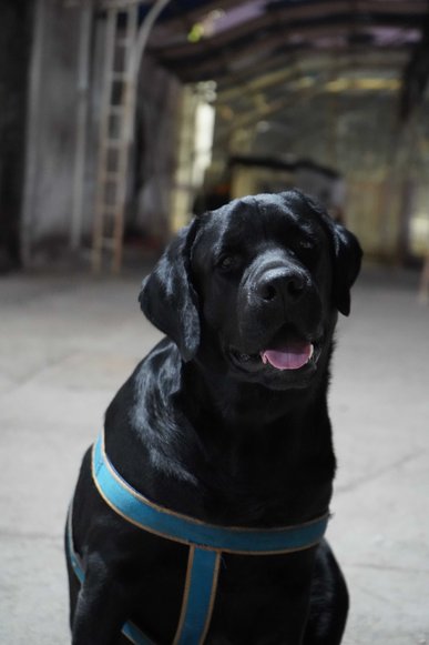Labrador Retriever Dogs For Mating In Pune