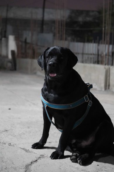 Labrador Retriever Dogs For Mating In Pune