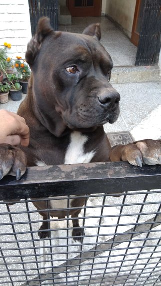 Pitbull Dogs For Mating In Chandigarh
