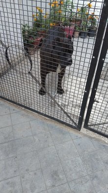 Pitbull Dogs For Mating In Chandigarh