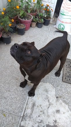 Pitbull Dogs For Mating In Chandigarh