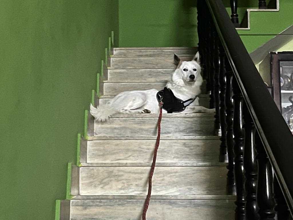 Pomeranian Dogs For Mating In Mysore