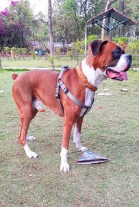 Boxer Dogs For Mating In Nasik