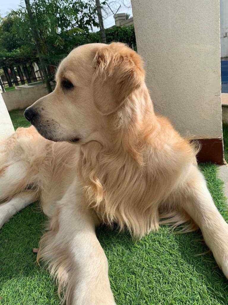 Golden Retriever Dogs For Mating In Bangalore
