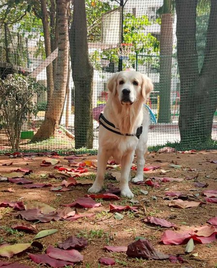 Golden Retriever Dogs For Mating In Bangalore