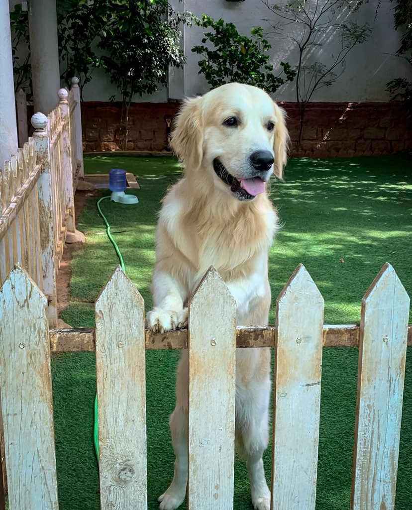 Golden Retriever Dogs For Mating In Bangalore