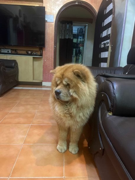 Chow Chow Dogs For Mating In Hyderabad
