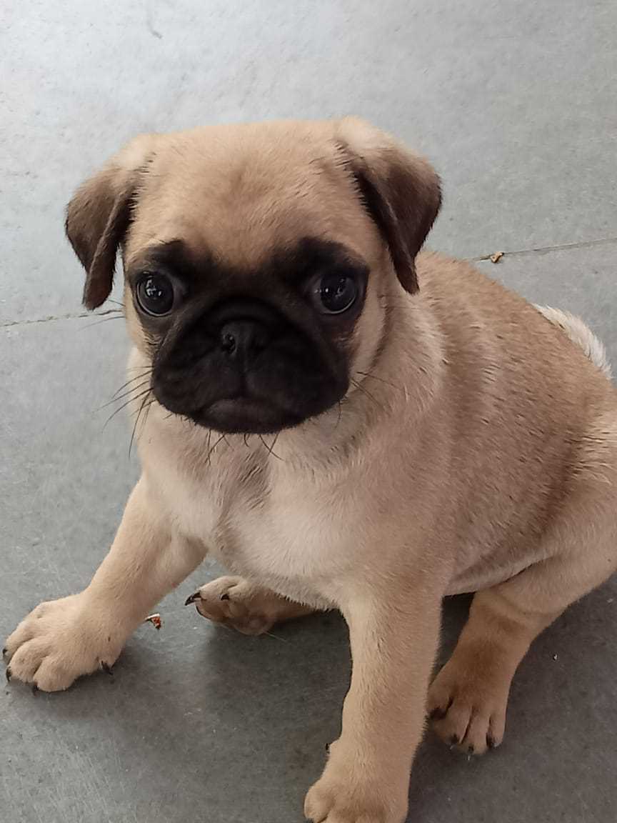 Pug For Sale In Khandwa