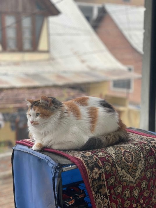 Calico For Adoption In Srinagar JK