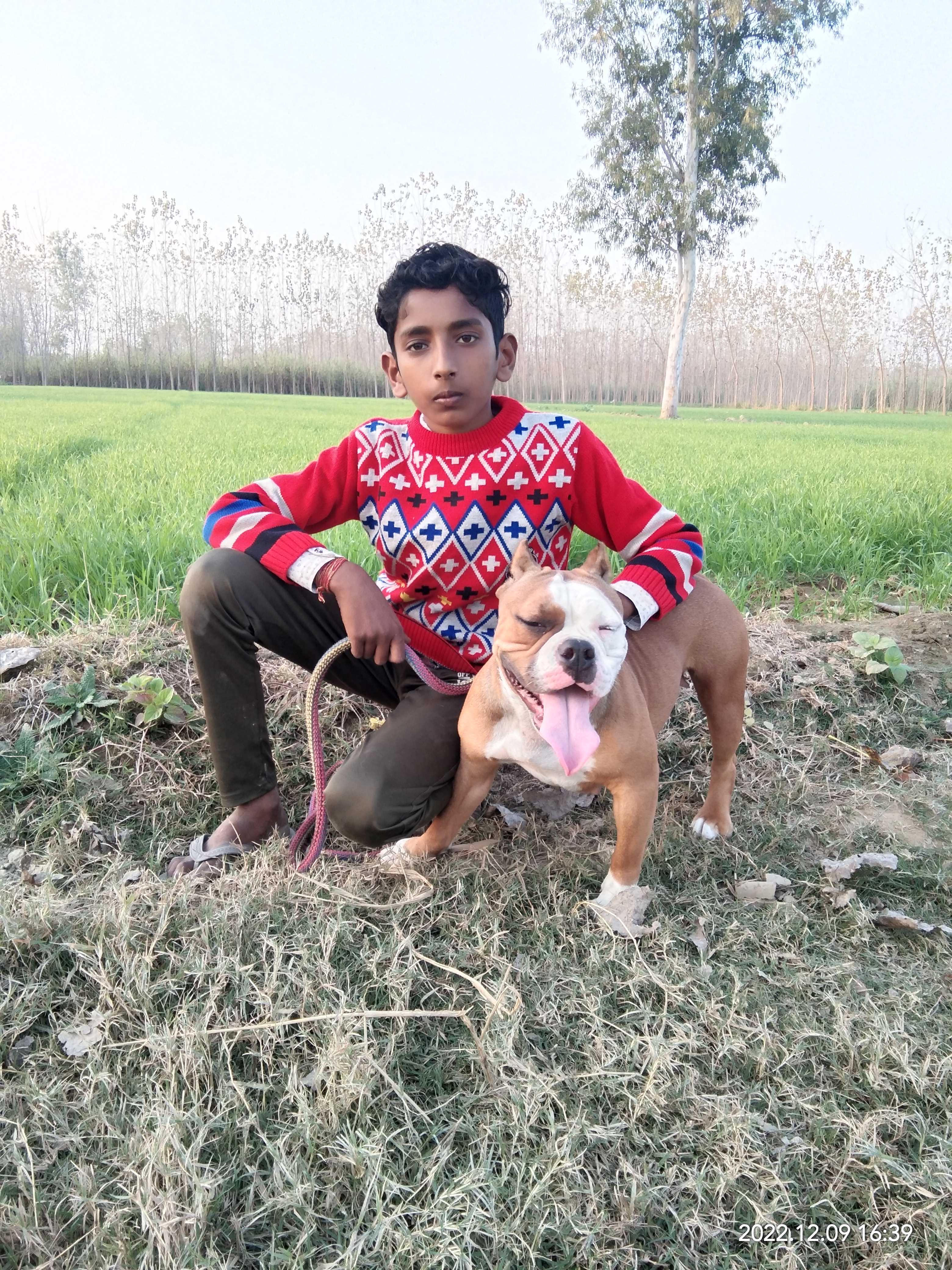 American Bully Dogs For Mating In Saharanpur