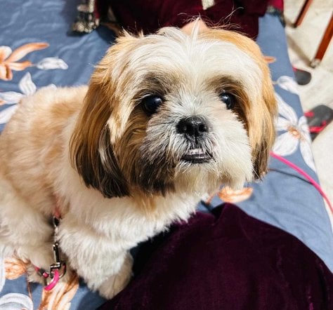 Lhasa Apso Dogs For Mating In Karnal