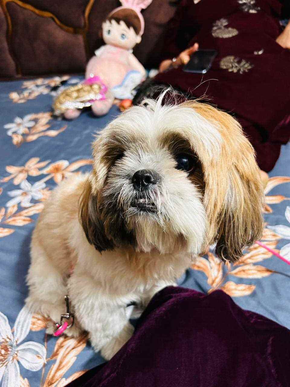 Lhasa Apso Dogs For Mating In Karnal