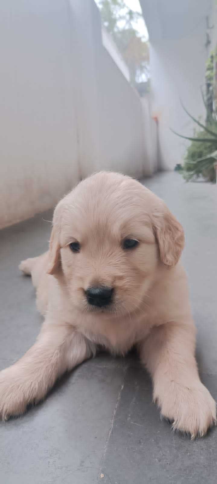 Golden Retriever For Sale In Secunderabad