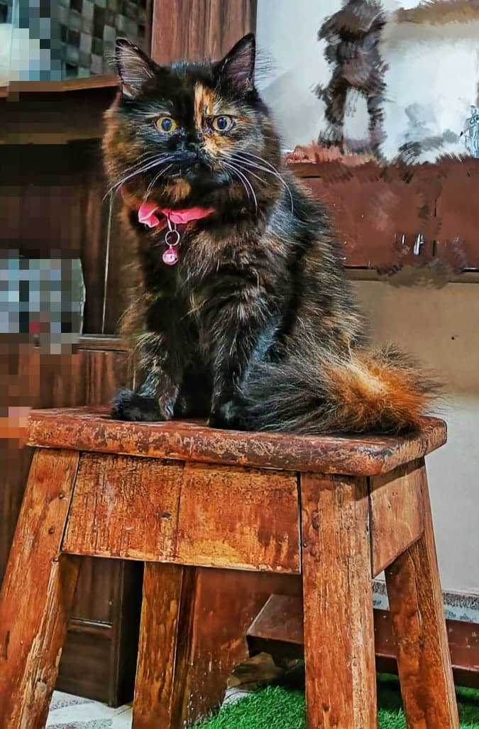 Ragdoll Dogs For Mating In Delhi