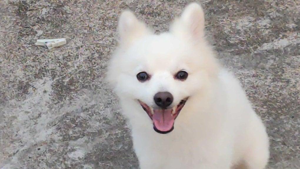 American Eskimo Dogs For Mating In Thiruvananthapuram