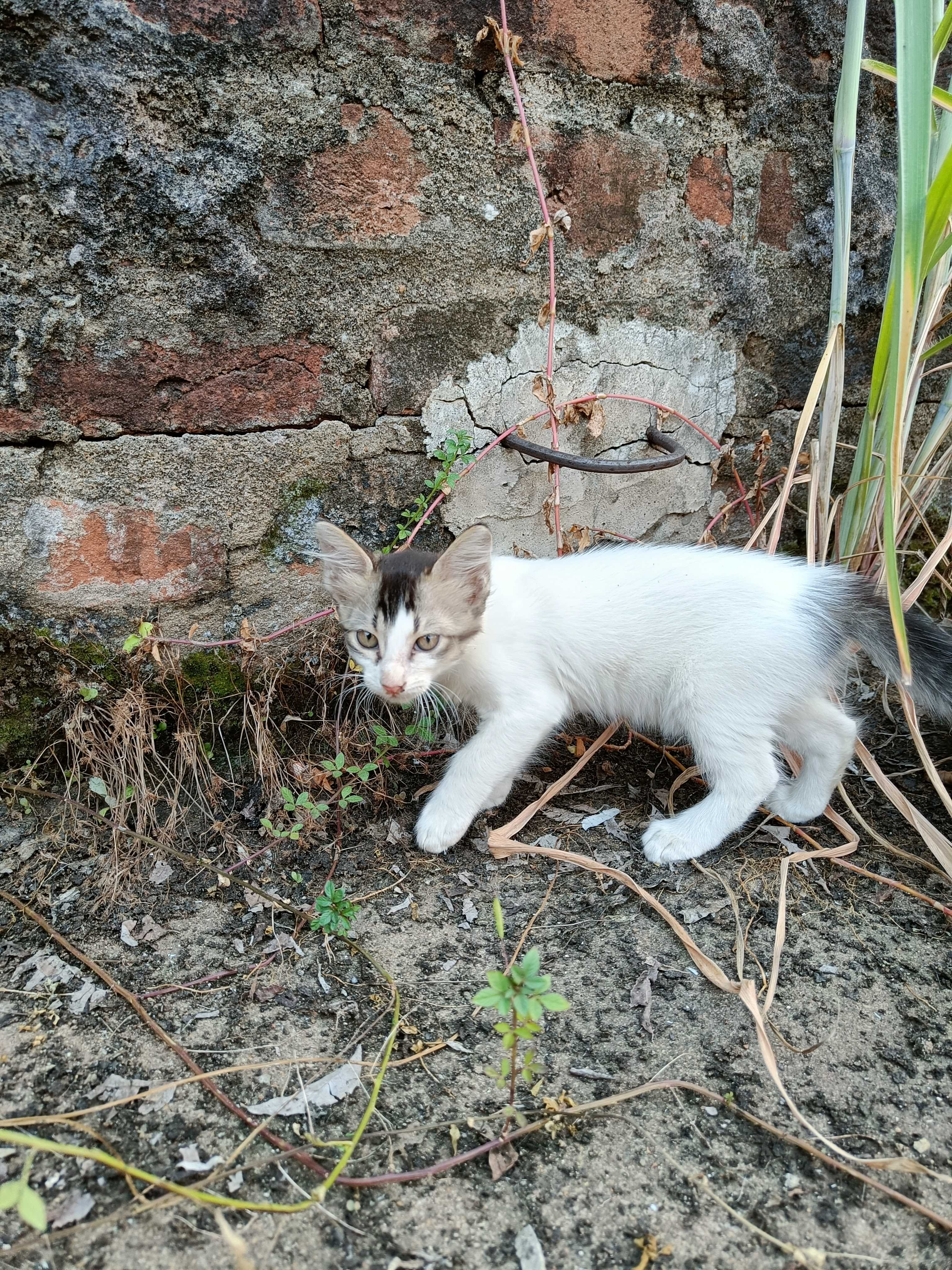 Indian Breed For Adoption In Cuttack