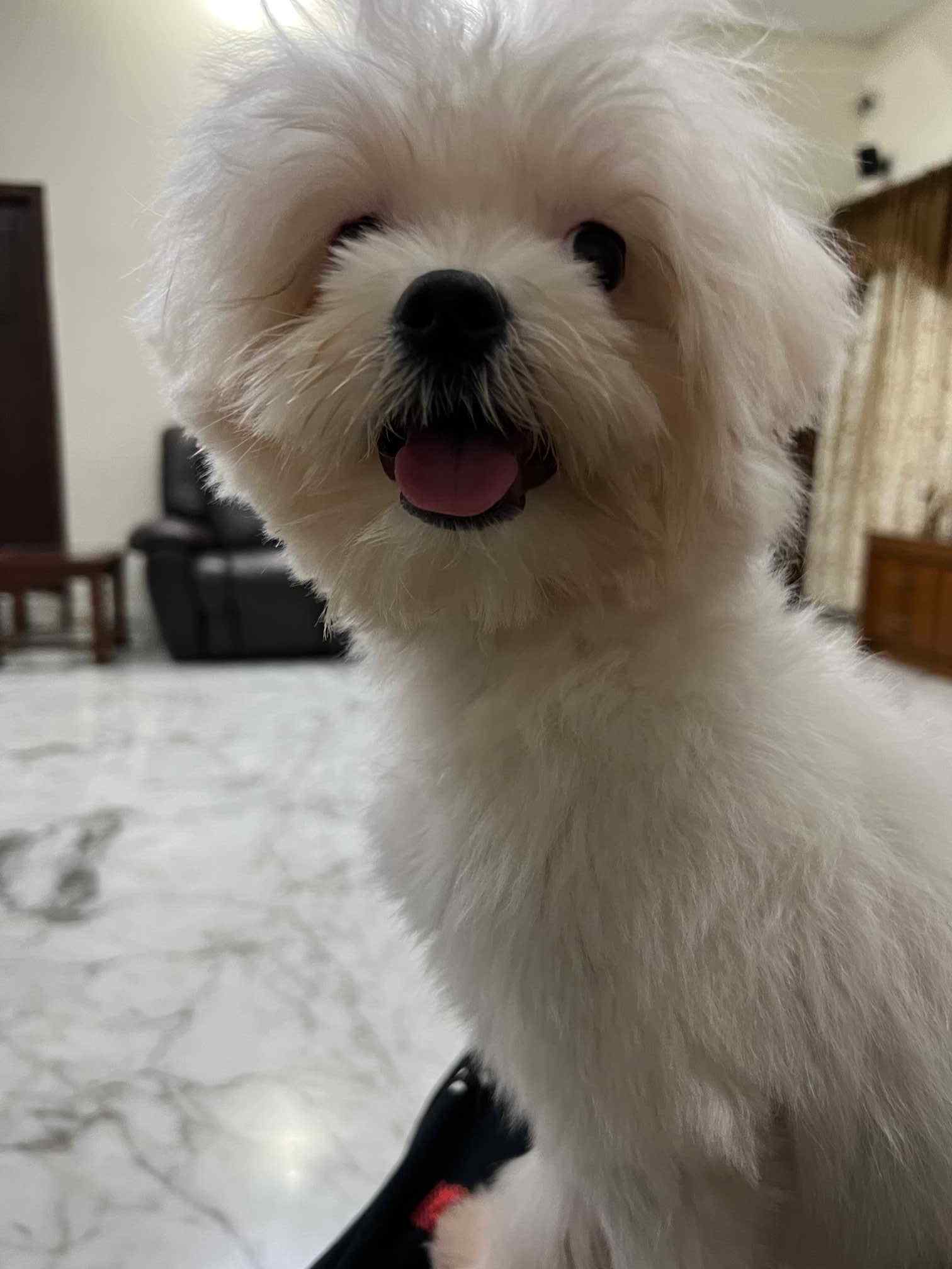 Maltese For Sale In Hyderabad