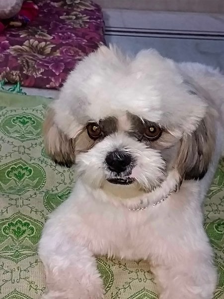 Shih Tzu Dogs For Mating In Chennai