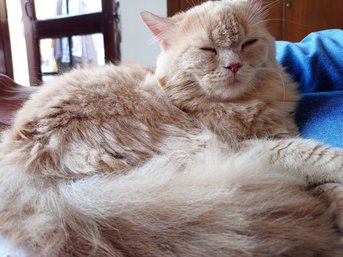 Persian For Adoption In Aligarh