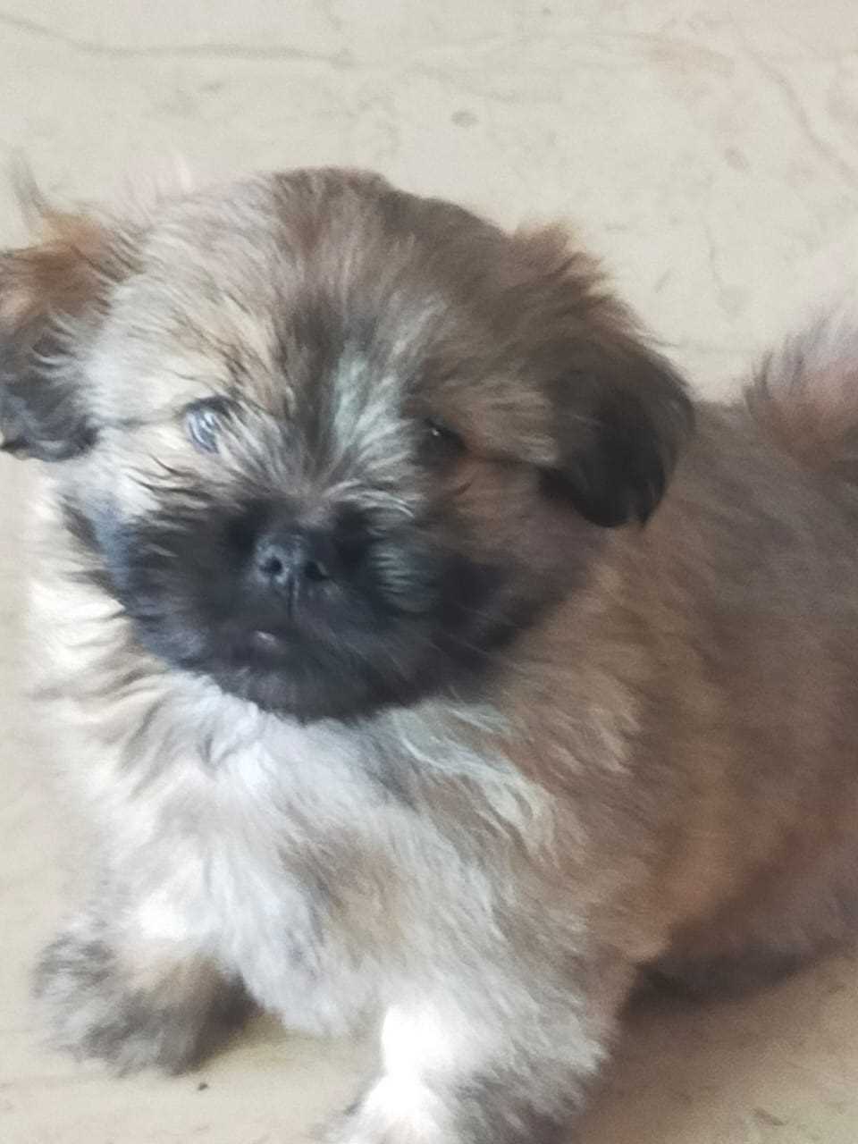 Lhasa Apso For Sale In Mumbai