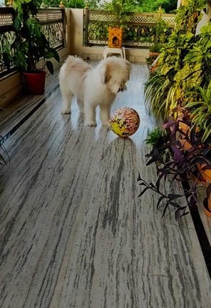 Lhasa Apso Dogs For Mating In Visakhapatnam