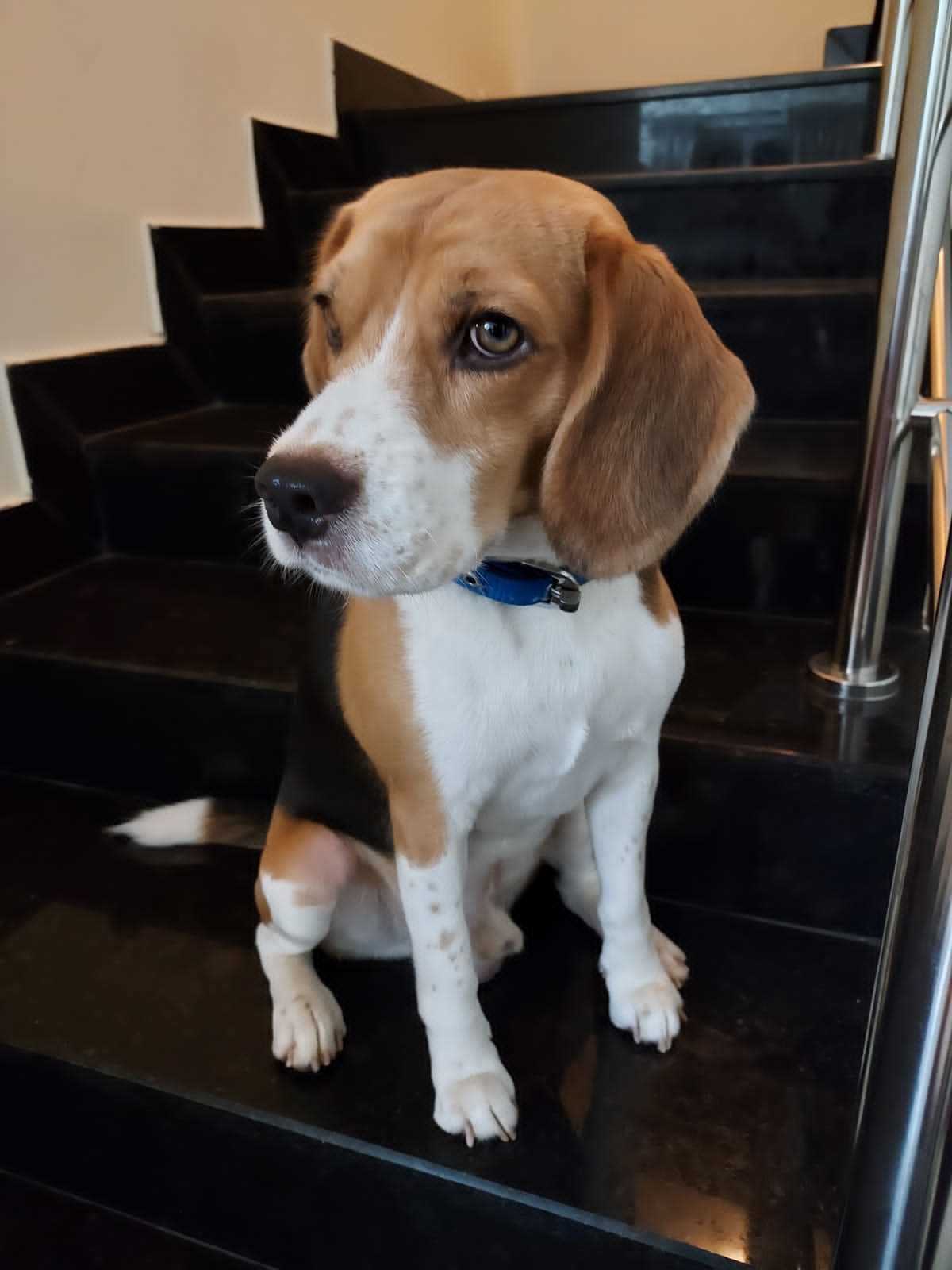 Beagle Dogs For Mating In Coimbatore