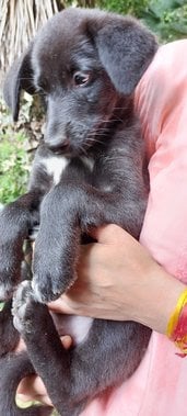 Indian Breed For Adoption In Shimla