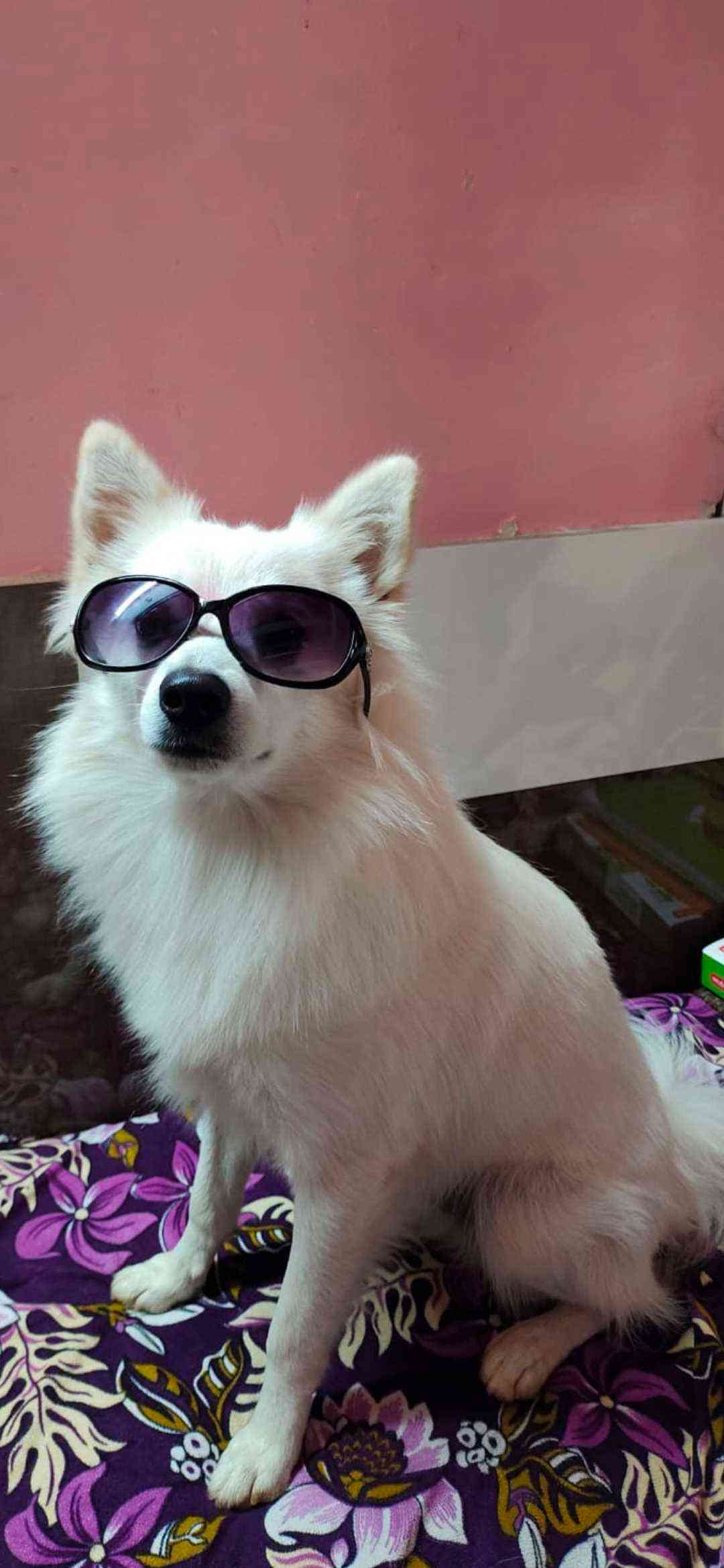 Pomeranian Dogs For Mating In Pune