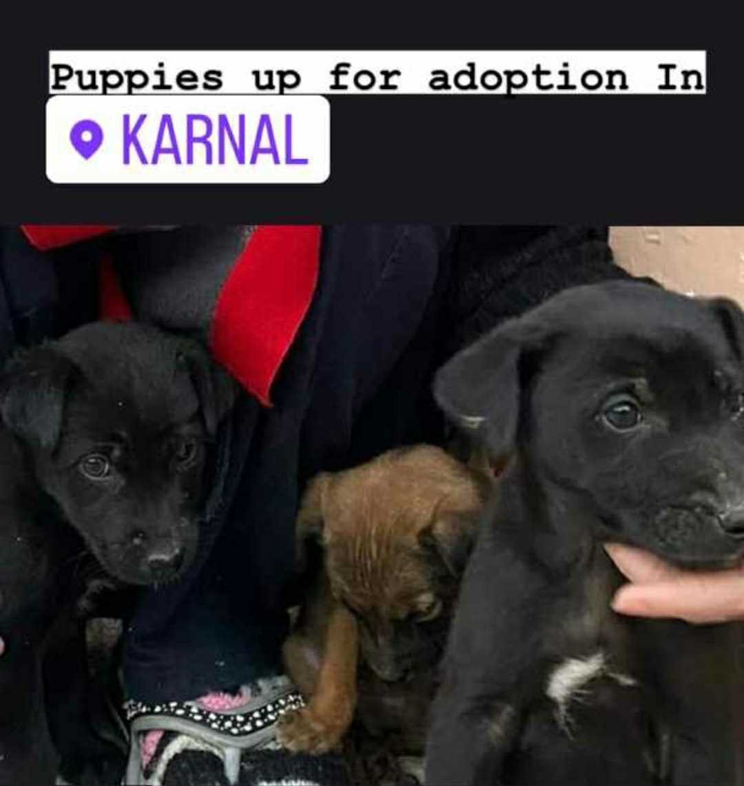 Indian Breed For Adoption In Karnal