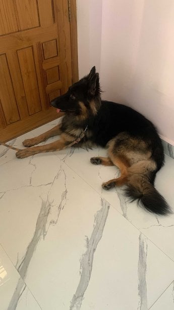 German Shepherd Dogs For Mating In Chennai