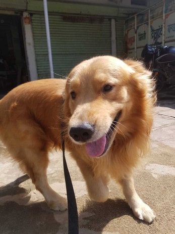 Golden Retriever Dogs For Mating In Jabalpur