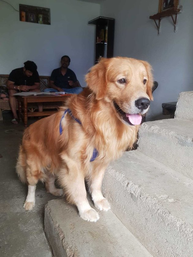Golden Retriever Dogs For Mating In Jabalpur