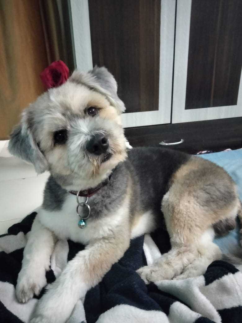 Lhasapoo Dogs For Mating In Mumbai