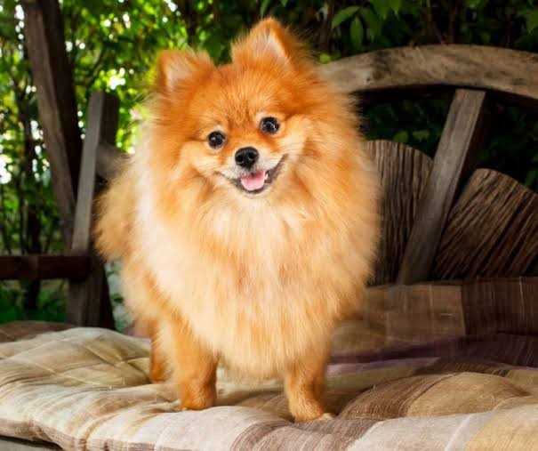 Culture Pomeranian Dogs For Mating In Agra