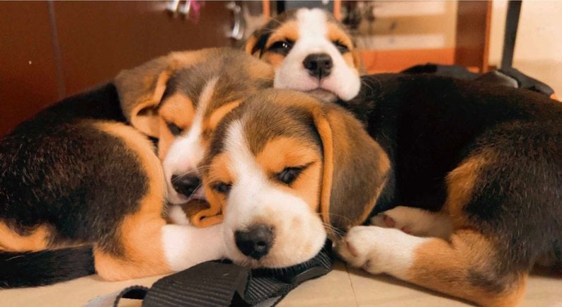 Beagle For Sale In Kurnool