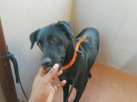 Labrador Retriever For Adoption In Tirupati
