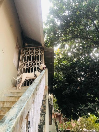 Dogo Argentino Dogs For Mating In Bhubaneswar