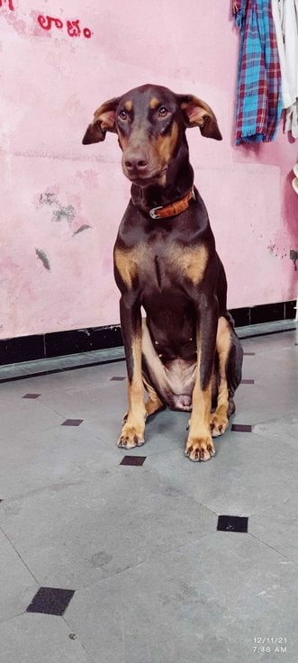 Doberman Dogs For Mating In Nizamabad