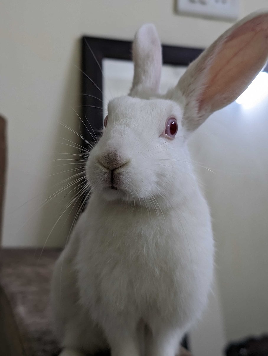 Rabbits For Adoption In Noida