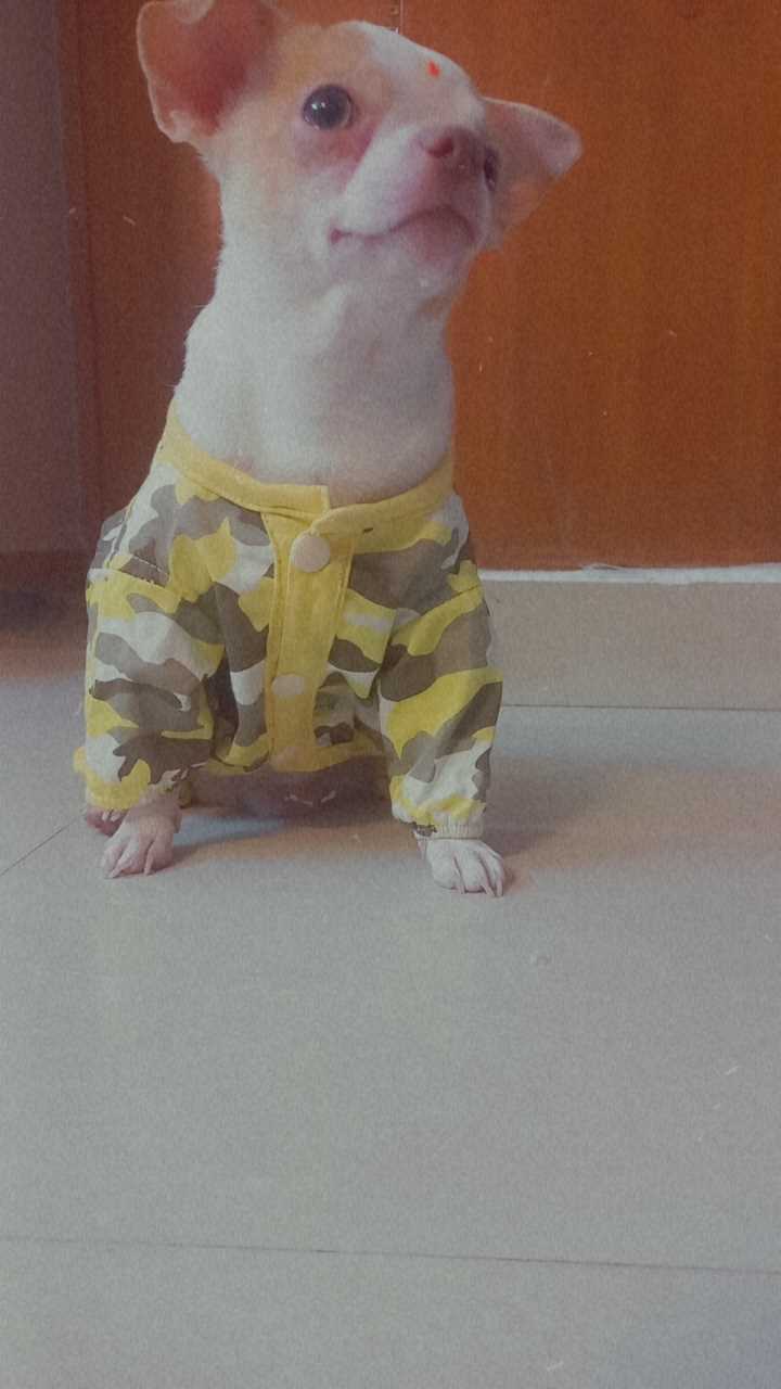 Chihuahua Dogs For Mating In Chennai