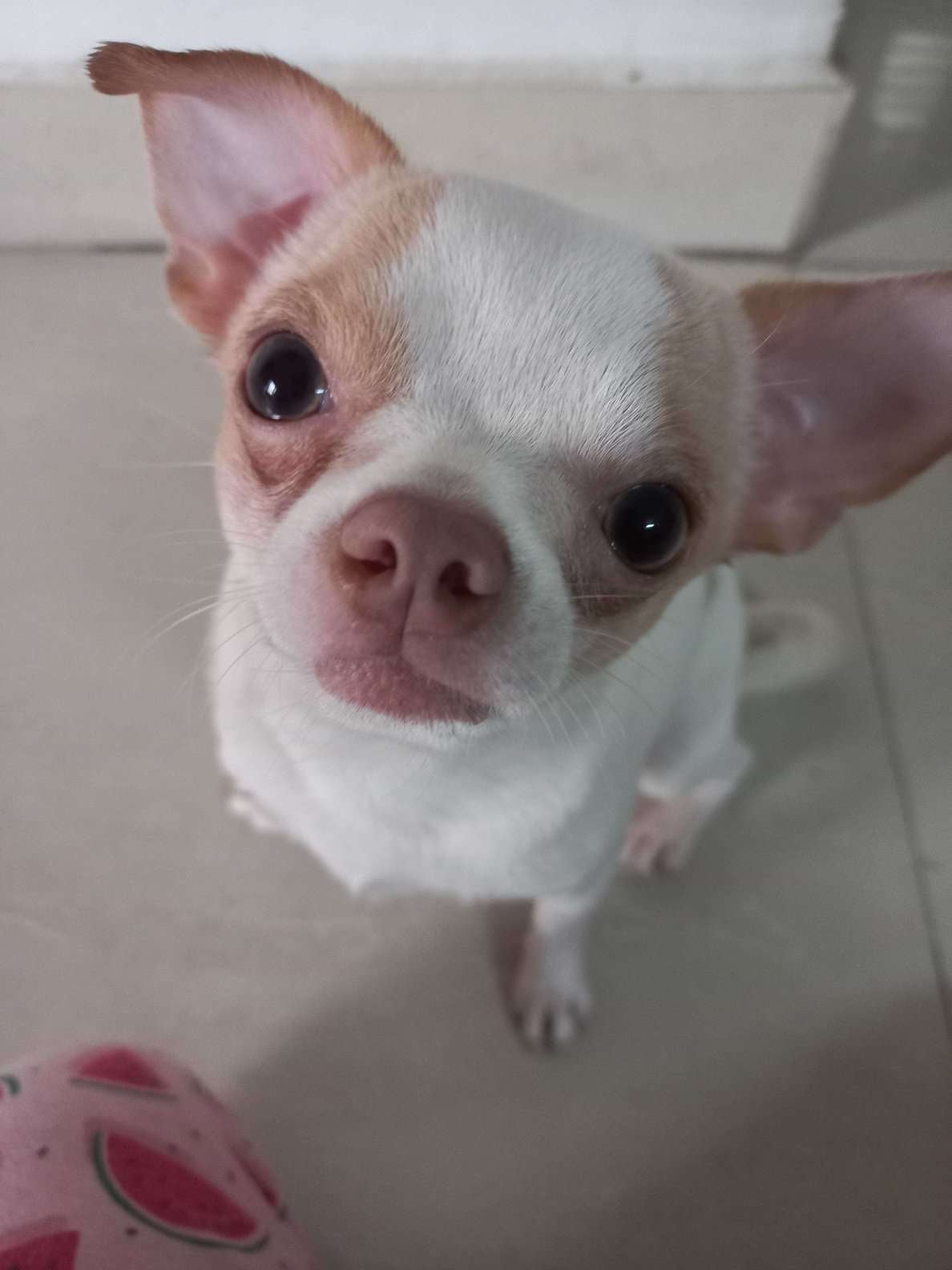 Chihuahua Dogs For Mating In Chennai