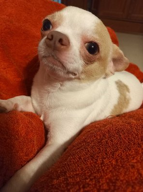Chihuahua Dogs For Mating In Chennai
