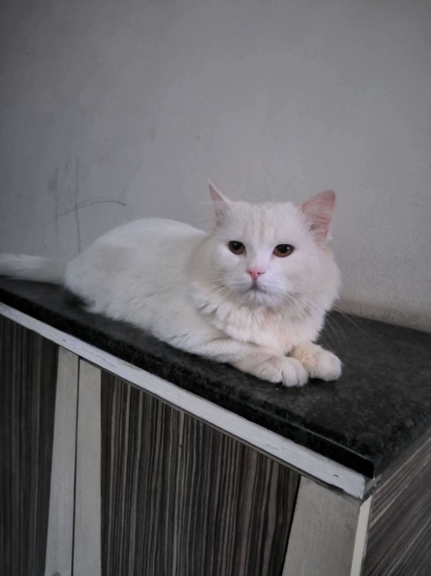 Persian Dogs For Mating In Hyderabad