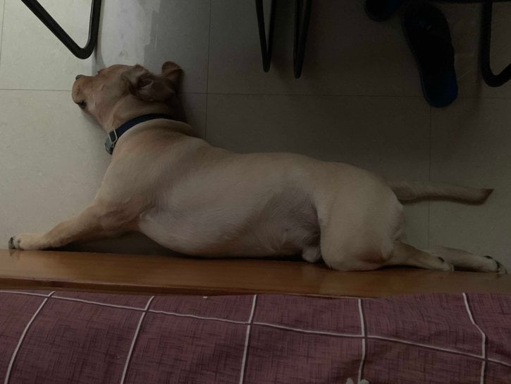 Labrador Retriever Dogs For Mating In Jodhpur