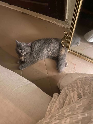 Persian For Sale In Panaji