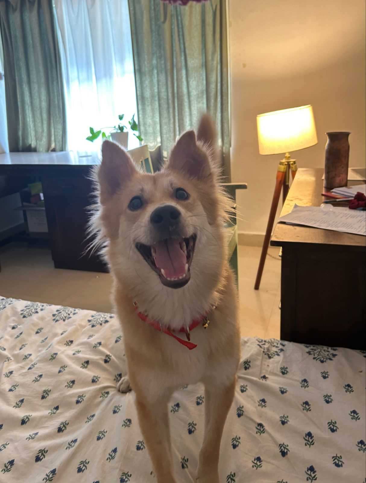 Pomeranian For Adoption In Secunderabad