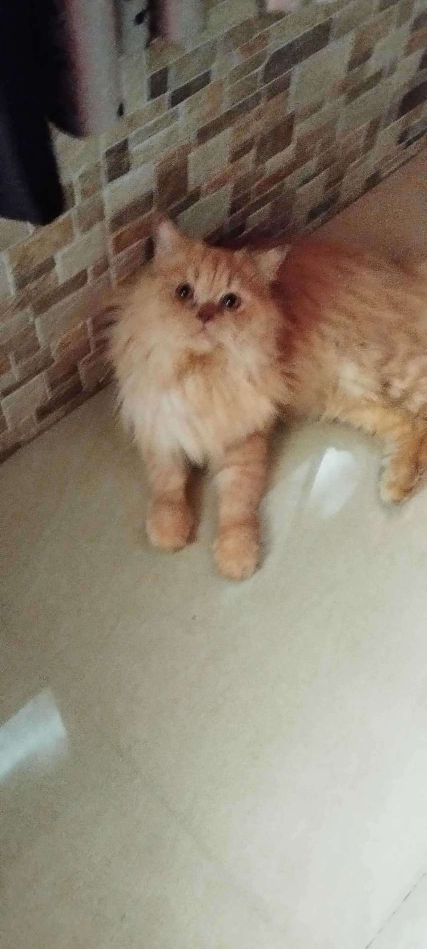 Persian Dogs For Mating In Thane