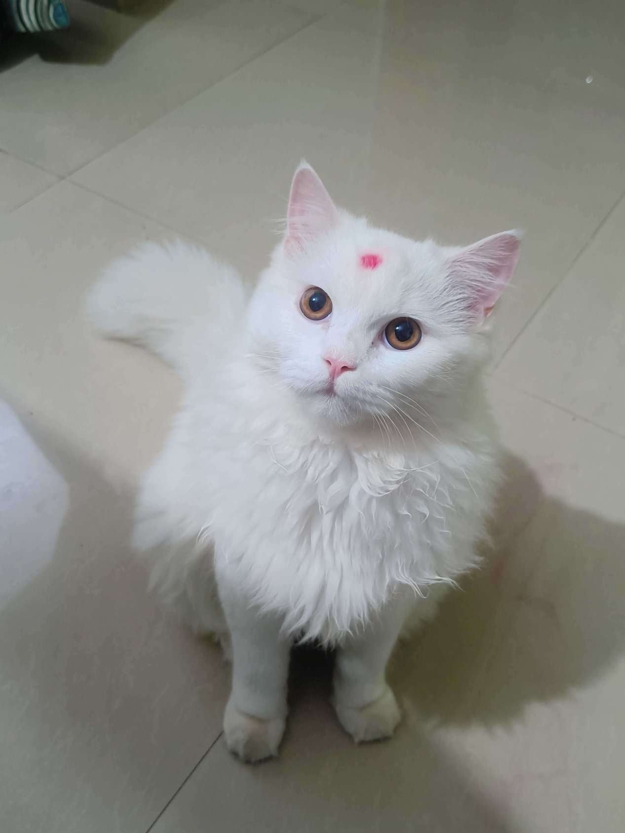 Persian Dogs For Mating In Pune